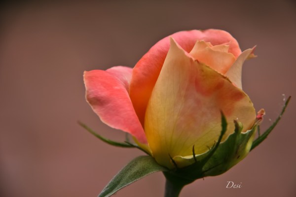 rose bud-Desi-garden-SwittersB