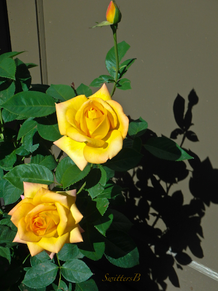 Gold Medal, Yellow Roses, shadows, SwittersB