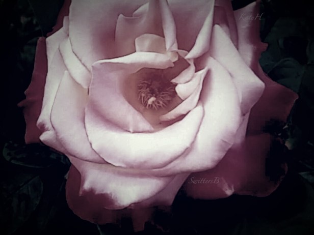 soft pink rose-garden-SwittersB