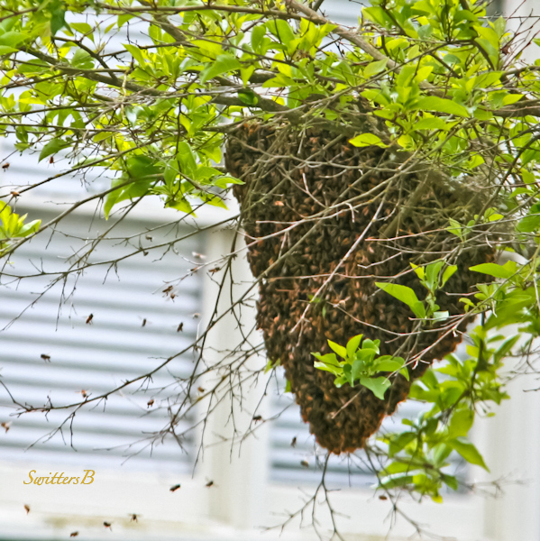 swarm-bees-Portland-photo-SwittersB