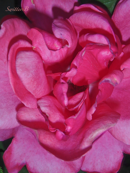 rose, petals, swirl, SwittersB