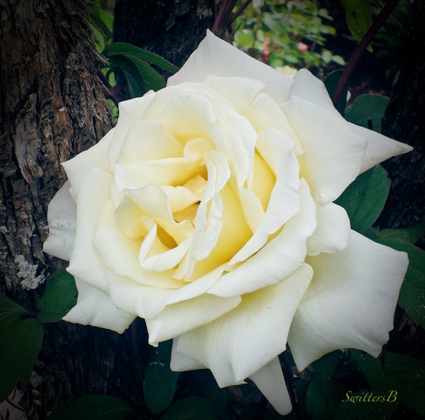 white rose, SwittersB