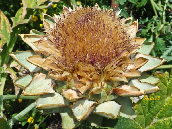 artichoke, garden, SwittersB