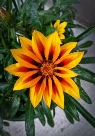 bright spot-Travis Zach-SwittersB-backyard garden