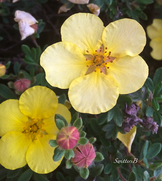 buds & blooms-yellow flowers-backyard-SwittersB