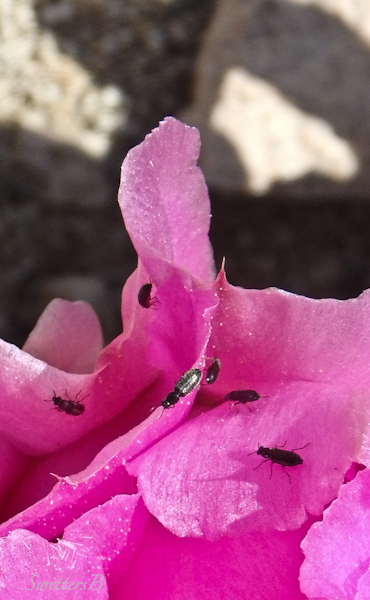 SwittersB-Bugs-Mojave-Bloom