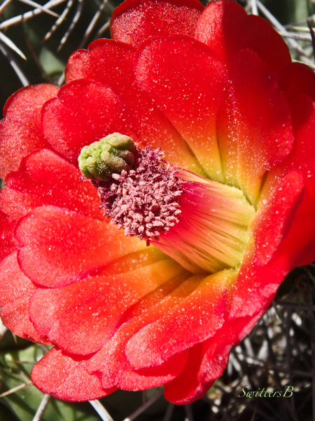 cactus bloom-Mojave-SwittersB