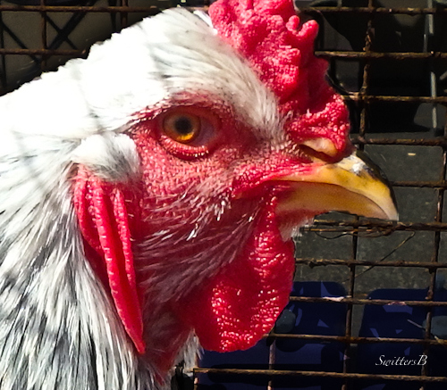 chicken, camas, street fair, SwittersB