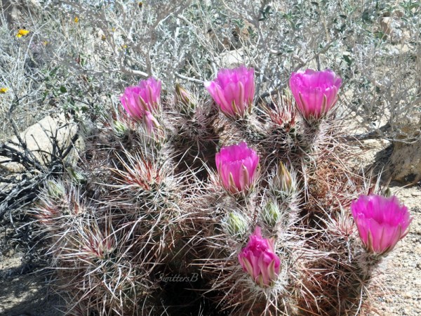 mound cactus, Mojave, desert, flowers, SwittersB