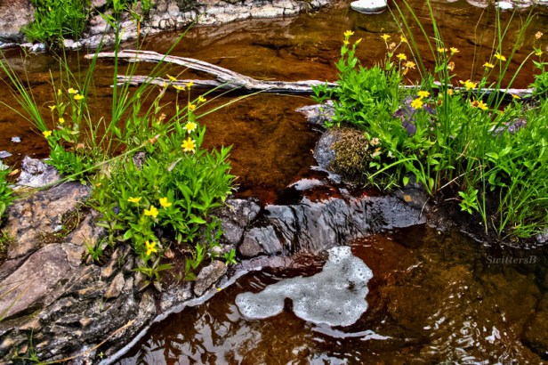 East Fk Lewis R.-backwater-photo-SwittersB