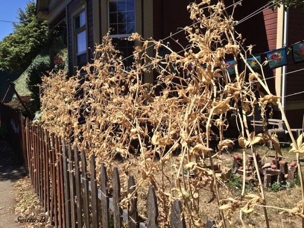 fenceline-peas-Portland-screen-SwittersB