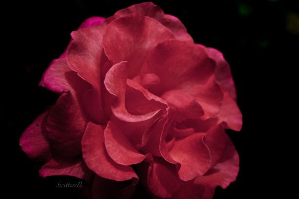 frilly petals-night-roses-backyard-SwittersB