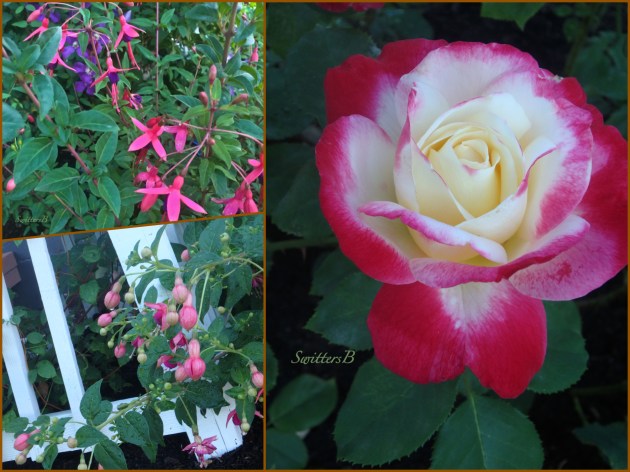 garden-collage-flowers-SwittersB
