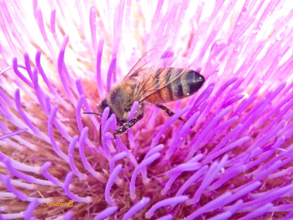 honey bee, artichoke bloom, SwittersB
