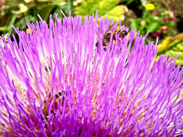 artichoke bloom, honey bees, SwittersB