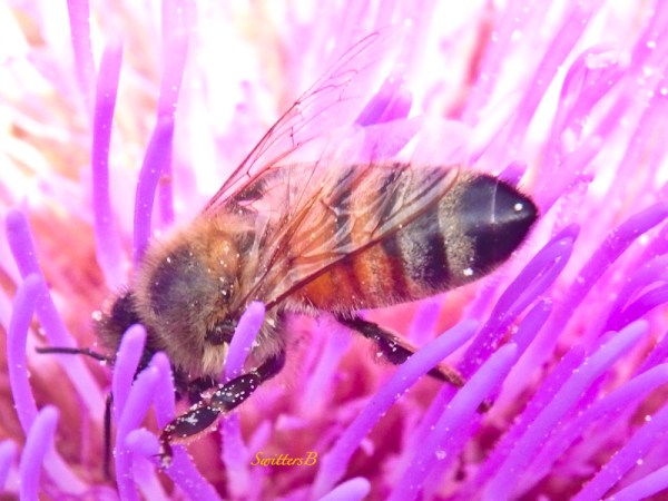 honey bee, artichoke, SwittersB