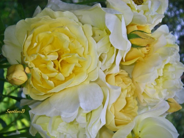 pale yellow-roses-backyard-SwittersB