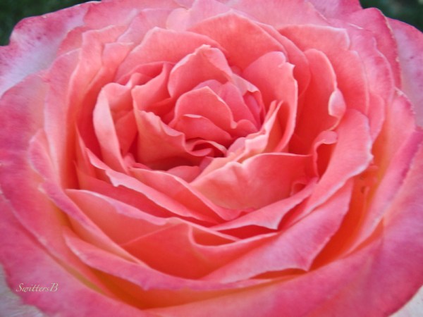 petalmania-pink rose-backyard-SwittersB