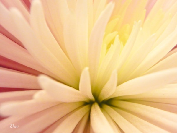 petals-macro-Desi-flower-SwittersB