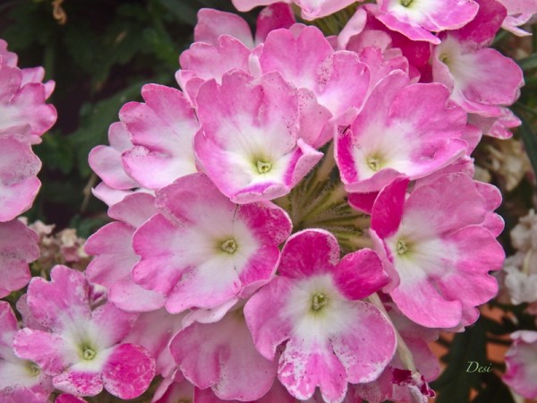 pink flowers-Desi-backyard-SwittersB