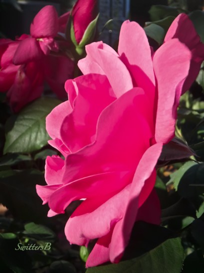 pink rose-morning light-garden-SwittersB