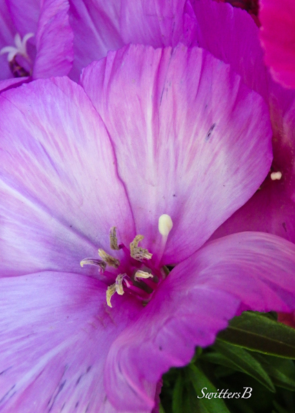 petals-purple flower-SwittersB