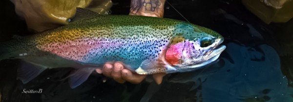 rainbow trout-SwittersB-photography-fly fishing-SwittersB-2