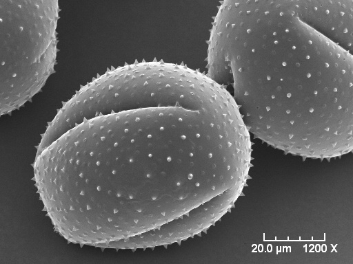 Rat-Tail-Cactis-pollen microvisionlabs