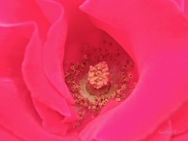 rose parts-anthers-stigma-macro-SwittersB