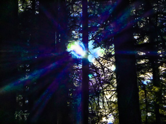 sun rays-Kelly Muncy-SwittersB-woods