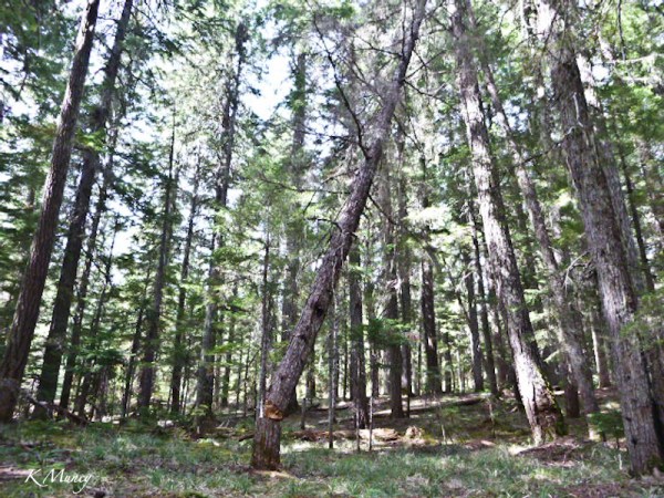 tree-leaning-cut-Kelly Muncy