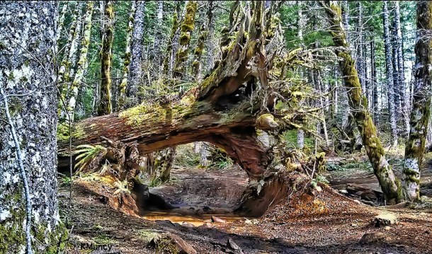 underpass-jeep trail-Oregon-woods-KMuncy-SwittersB