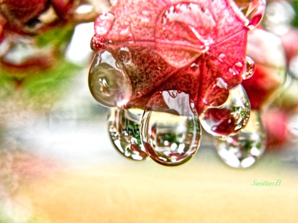raindrops-garden-SwittersB