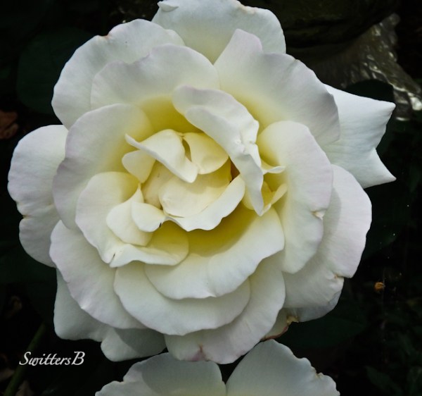 white rose, garden, backyard, SwittersB