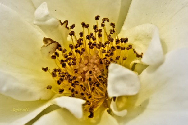 white rose-SwittersB-macro-garden