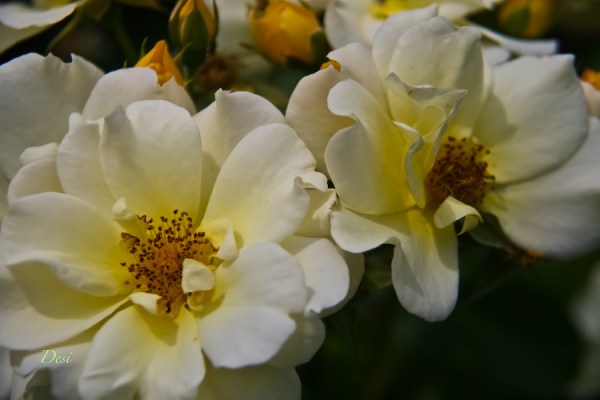 white & yellow roses-backyard-SwittersB-Desi