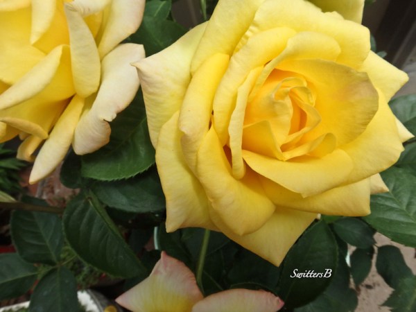 yellow rose-bloom-SwittersB