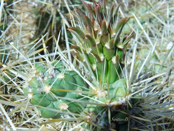 cactus, spines, flower, desert, Mojave, SwittersB