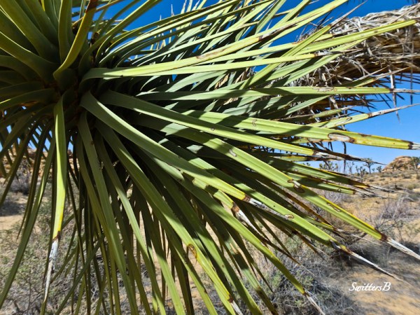 Yucca tree-desert-SwittersB