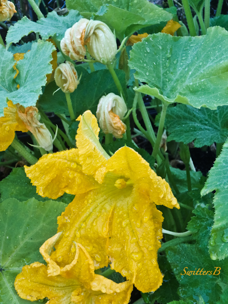 Zucchini-garden-water drops-SwittersB