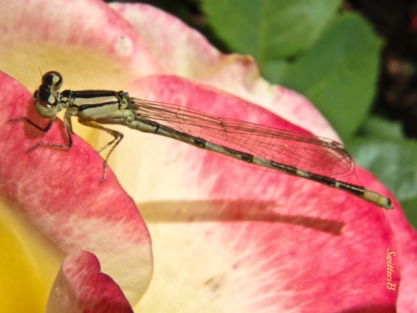 damsel fly, rose petals, swittesb