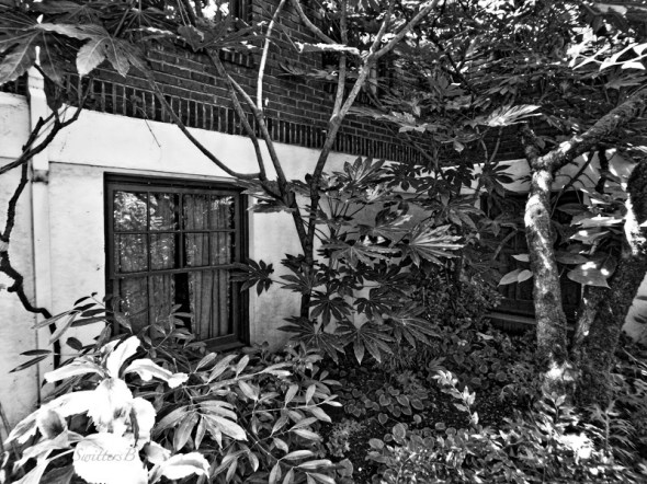 downstairs window-plants-SwittersB