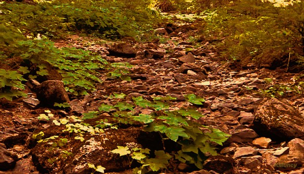 dry creek bed-Mt Hood-Oregon-Kelly Muncy-SwittersB