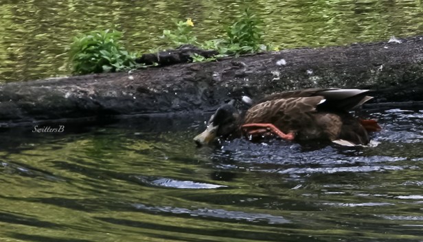 duck scrathes head-Reed Lake-Portland-SwittersB