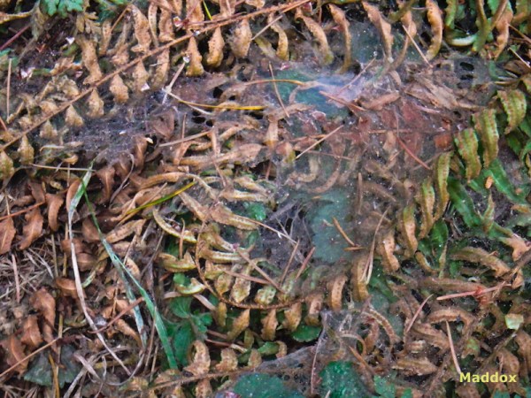 Maddox, Reed, ferns, cobwebs