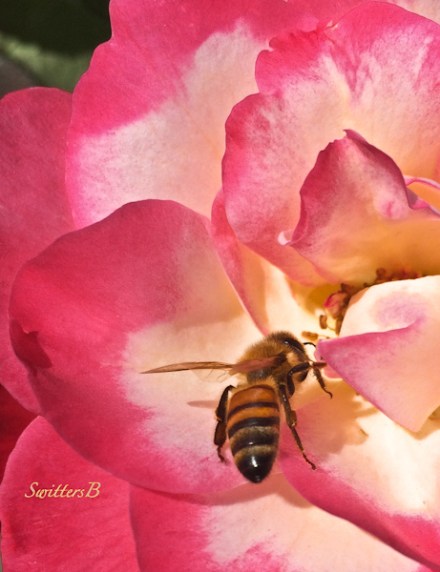 garden-honey bee-red rose-SwittersB