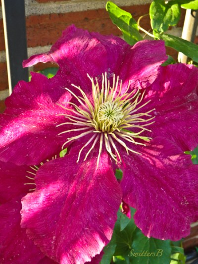 clematis, garden, SwittersB