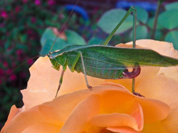 green leaf cricket-Oregon-SwittersB