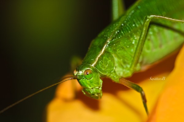 green leaf cricket-rose-insect-SwittersB