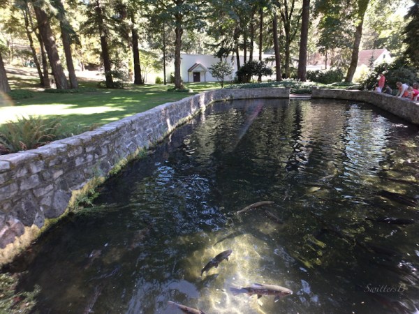 trout, holding pond, Bonneville Dam Hatchery, SwittersB